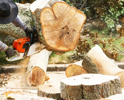 Commercial Tree Removal in Duluth, MN