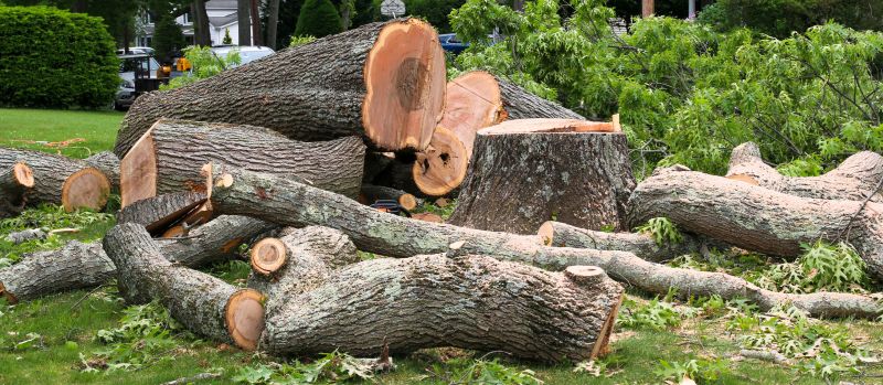 Cost of Fallen Tree Removal — Cost of Fallen Tree Removal