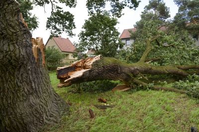 Cost of Fallen Tree Removal — Cost of Fallen Tree Removal