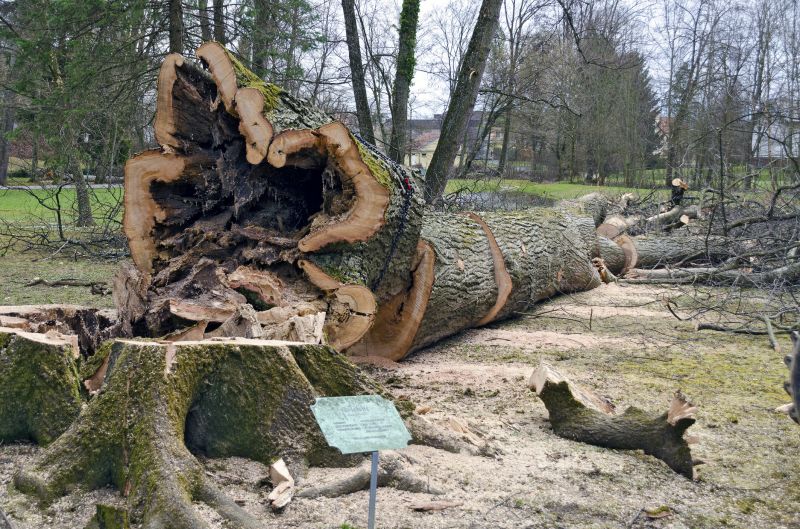 Cost of Fallen Tree Removal — Cost of Fallen Tree Removal