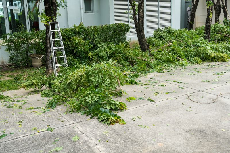 Dead Tree Removal in Duluth, MN
