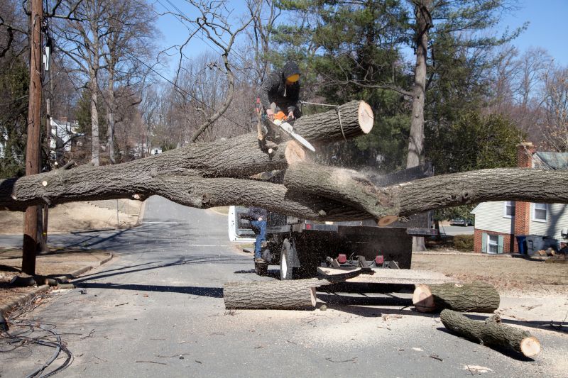 Seasonal Tree Removal