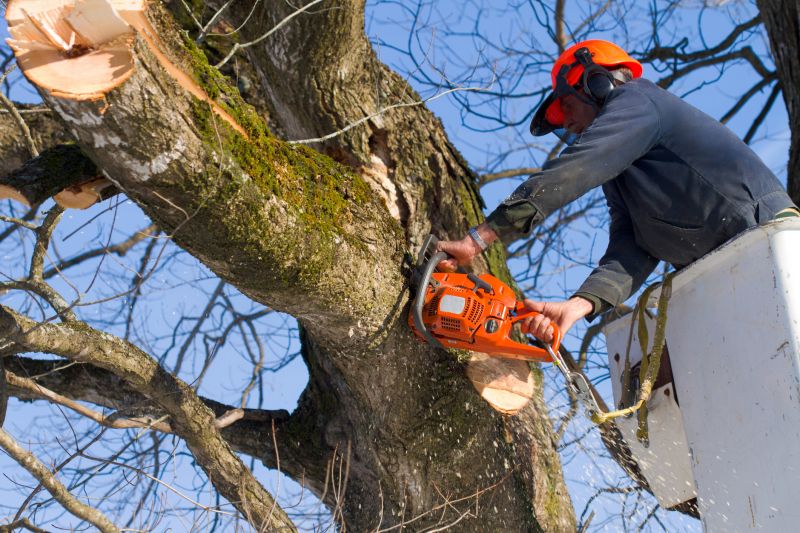 Removal of Large Fallen Tree