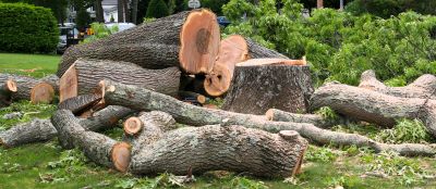 Mimosa Tree Removal in Duluth, MN