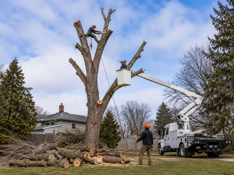 Willow Tree Removal in Montgomery County, PA